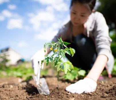Property-Rental-Support-gardening-services